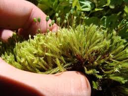 Attēlu rezultāti vaicājumam “Philonotis”