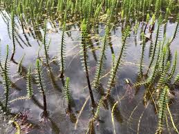 Attēlu rezultāti vaicājumam “Hippuris vulgaris”