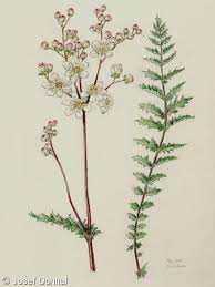 Attēlu rezultāti vaicājumam “Filipendula vulgaris fruit”