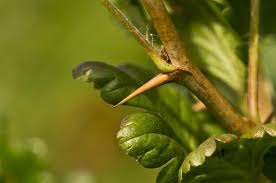 Attēlu rezultāti vaicājumam “Ribes uva-crispa leaf”