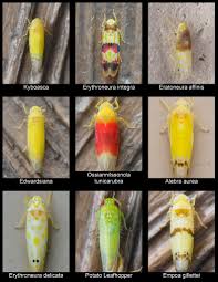 Attēlu rezultāti vaicājumam “Heteromurus nitidus”