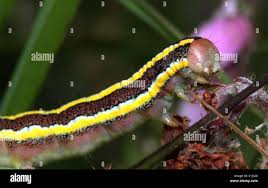 Attēlu rezultāti vaicājumam “Ceramica pisi larva”