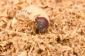 Attēlu rezultāti vaicājumam “Oryctes nasicornis larva”