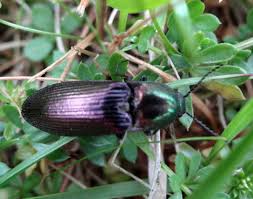 Attēlu rezultāti vaicājumam “Selatosomus aeneus”