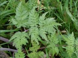 Attēlu rezultāti vaicājumam “Anthriscus sylvestris leaf”