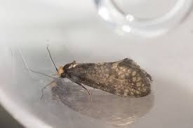 Attēlu rezultāti vaicājumam “Taleporia tubulosa”