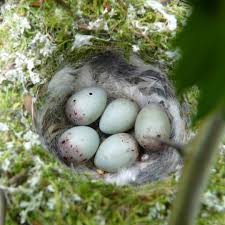 Attēlu rezultāti vaicājumam “Fringilla coelebs nest”