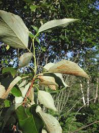 Attēlu rezultāti vaicājumam “Populus x gileadensis leaf”