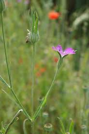 Image result for Kornrade