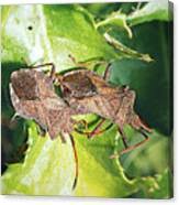 Attēlu rezultāti vaicājumam “Coreus marginatus”