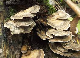 Attēlu rezultāti vaicājumam “Bjerkandera fumosa”