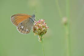 Attēlu rezultāti vaicājumam “Coenonympha glycerion underside”
