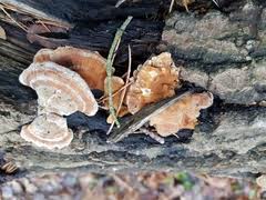 Attēlu rezultāti vaicājumam “Trametes ochracea”