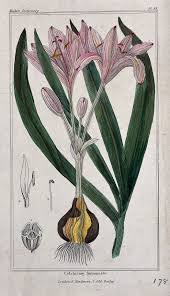 Attēlu rezultāti vaicājumam “Colchicum autumnale flower”