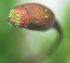 Attēlu rezultāti vaicājumam “Platyhypnidium riparioides”