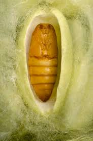 Attēlu rezultāti vaicājumam “cocoon”