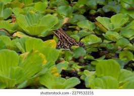 Attēlu rezultāti vaicājumam “Pelophylax adult”