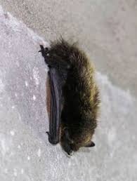 Attēlu rezultāti vaicājumam “Eptesicus nilssonii”