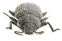 Attēlu rezultāti vaicājumam “Bolitophagus reticulatus imago”