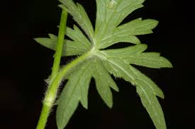 Attēlu rezultāti vaicājumam “Ranunculus acris leaf”