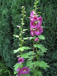 Attēlu rezultāti vaicājumam “Alcea rosea leaf”