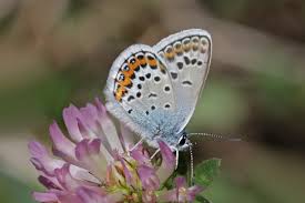 Attēlu rezultāti vaicājumam “Plebejus argus male”