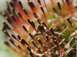 Attēlu rezultāti vaicājumam “Anomodon attenuatus sporophyte”