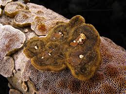 Attēlu rezultāti vaicājumam “Datronia mollis”