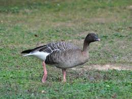 Attēlu rezultāti vaicājumam “Anser brachyrhynchus”