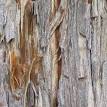 Sequoia sempervirens - Wikipedia, the free encyclopedia