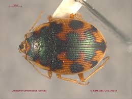 Attēlu rezultāti vaicājumam “Omophron limbatum”