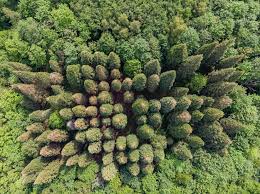 Image result for Mammutbaum