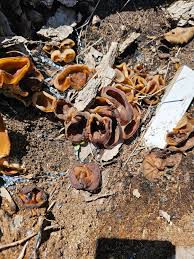 Attēlu rezultāti vaicājumam “Peziza repanda”