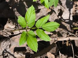 Attēlu rezultāti vaicājumam “Aegopodium podagraria leaf”