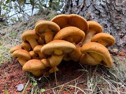 Attēlu rezultāti vaicājumam “Reynoutria sachalinensis fruit”