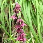 Attēlu rezultāti vaicājumam “Epipactis atrorubens fruit”