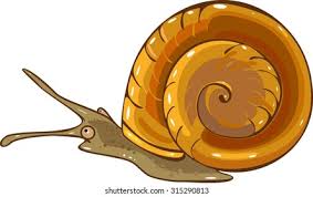 Attēlu rezultāti vaicājumam “Planorbidae”