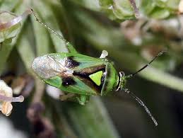 Attēlu rezultāti vaicājumam “Orthops campestris”