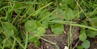 Attēlu rezultāti vaicājumam “Hydrocotyle vulgaris bud”