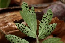 Attēlu rezultāti vaicājumam “Tranzschelia anemones”