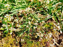 Attēlu rezultāti vaicājumam “Erophila verna flower”