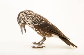 Image result for Nucifraga caryocatactes