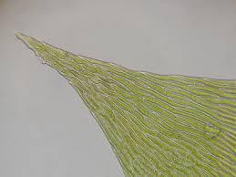 Attēlu rezultāti vaicājumam “Plagiothecium laetum”