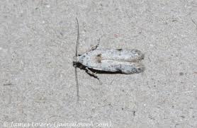 Attēlu rezultāti vaicājumam “Carpatolechia alburnella”