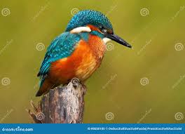 Attēlu rezultāti vaicājumam “Alcedo atthis nest”