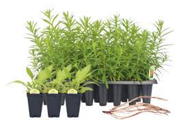 Attēlu rezultāti vaicājumam “Poa palustris leaf”