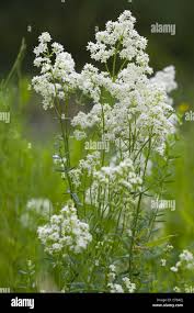 Attēlu rezultāti vaicājumam “Galium boreale leaf”