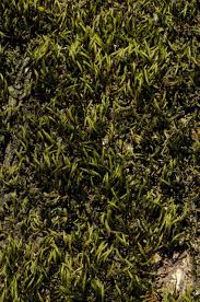 Attēlu rezultāti vaicājumam “Leucodon sciuroides”