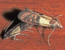 Attēlu rezultāti vaicājumam “Plodia interpunctella”