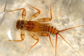 Attēlu rezultāti vaicājumam “Ephemeroptera larvae”